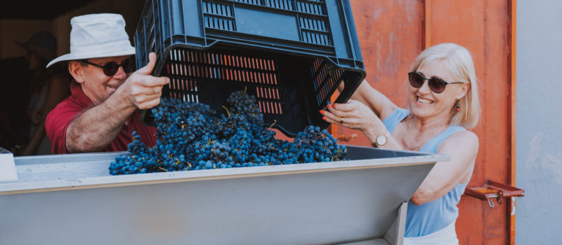 Woman and man throwing grapes into a destalking machine.